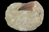 Mosasaur (Prognathodon) Tooth In Rock #96182-1